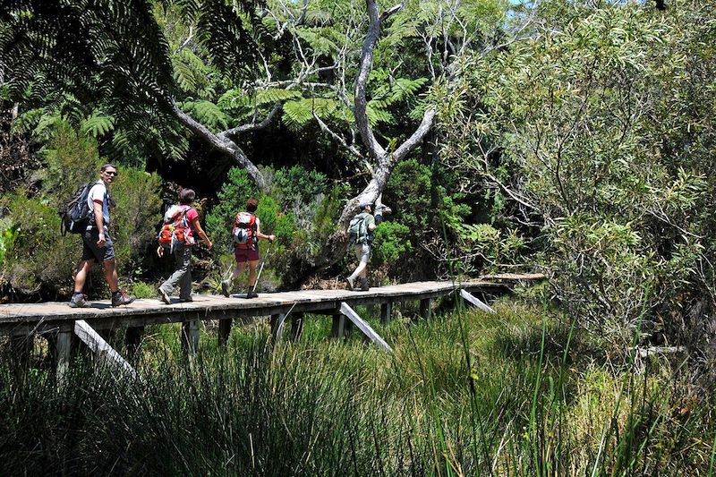 Randonnée dans la forêt de Belouze - Réunion