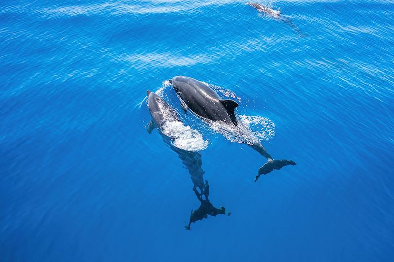 Dauphins à l'Île Maurice