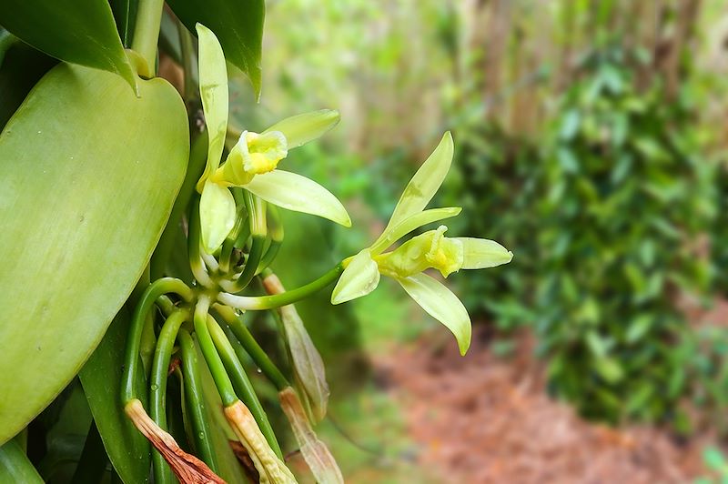 Plantation de vanille à la Réunion