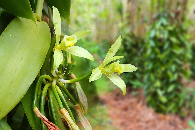 Saveurs créoles de la Réunion à Maurice 