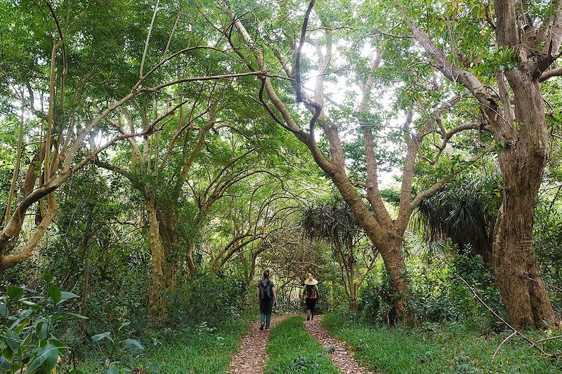 Randonnée de Montagne Malgache à Port Sud-Est - Rodrigues