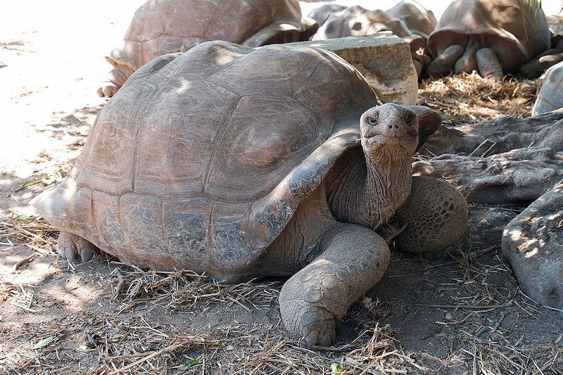 Tortue géante au Parc François Leguat - Rodrigues