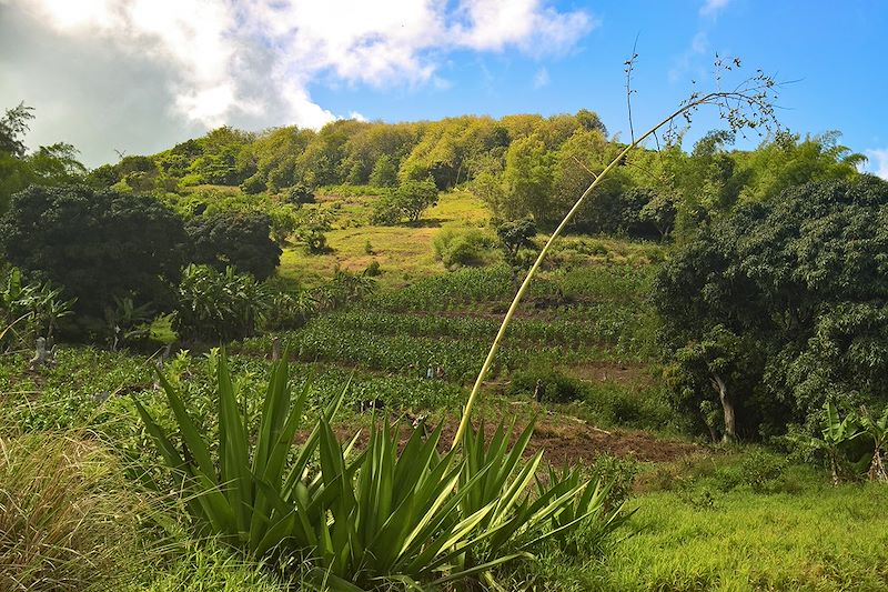 Randonnée du Mont Limon à Montagne Malgache - Rodrigues