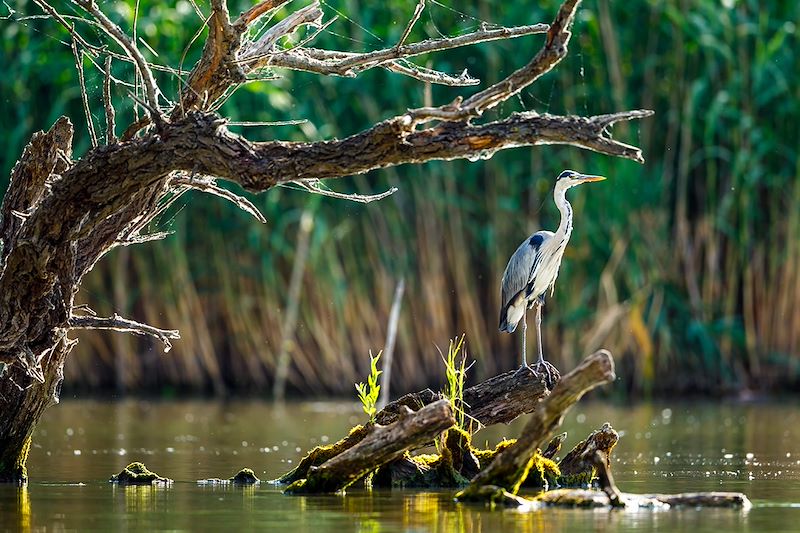 Héron cendré - Delta du Danube - Roumanie