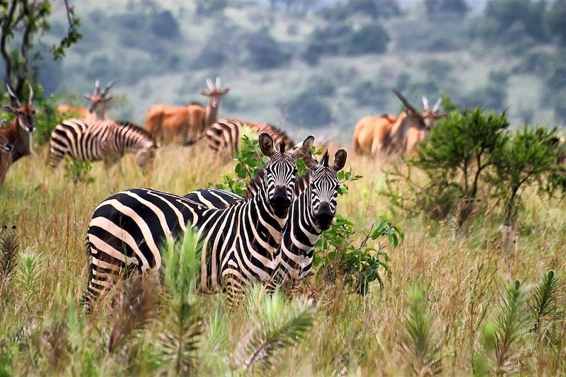 Zèbres et antilopes dans le parc national d'Akagera - Rwanda