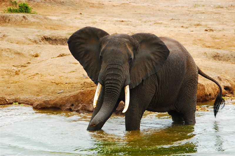Éléphanteau dans le canal de Kazinga - Parc National Queen Elizabeth - Ouganda
