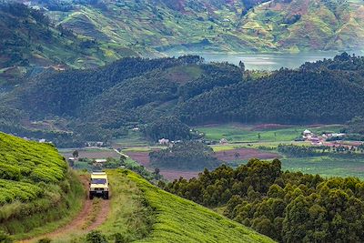 Road trip sur la piste des gorilles