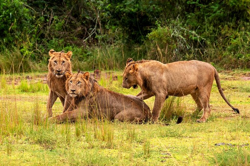 Lions dans dans le parc national de l'Akagera - Rwanda