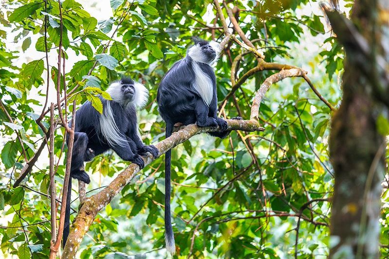 Colobes dans le Parc national Nyungwe - Rwanda