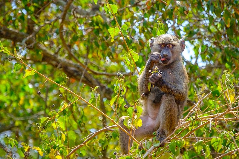 Babouin dans le Parc national d'Akagera - Province de l'Est - Rwanda