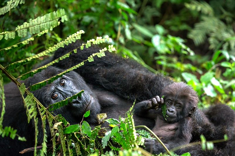 Autotour combiné Rwanda et Ouganda, avec trek gorilles à Bwindi, trek chimpanzés et singes dorés et safari dans l'Akagera