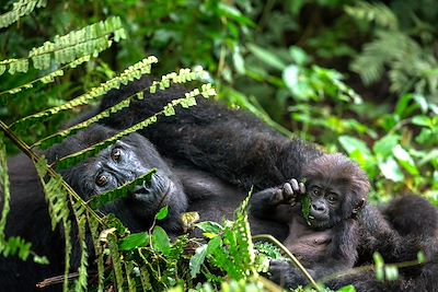 Autotour mission gorilles