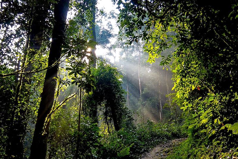 Forêt - Parc national de Nyungwe - Rwanda