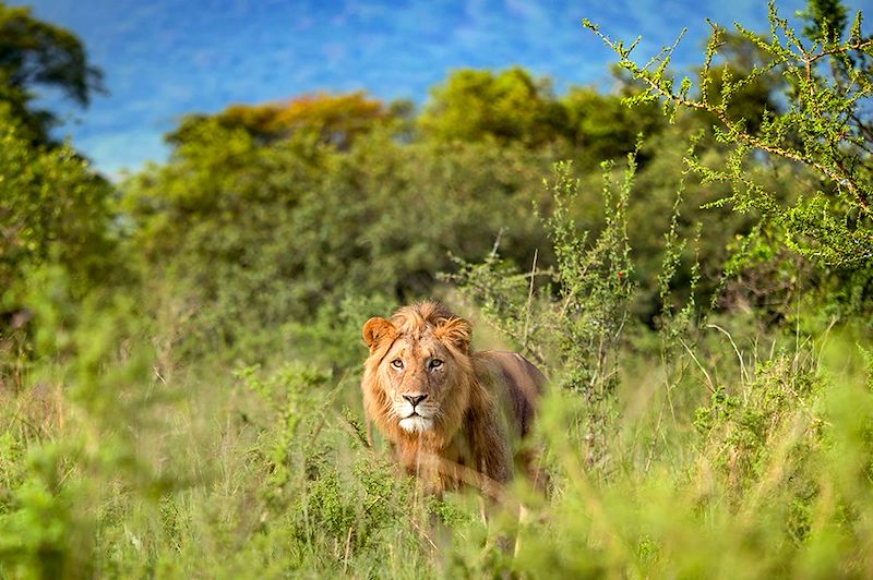 Lion dans le Parc national de l'Akagera - Province de l'Est - Rwanda
