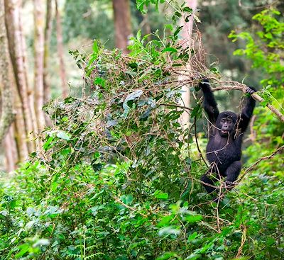 Voyages sur mesure Ouganda