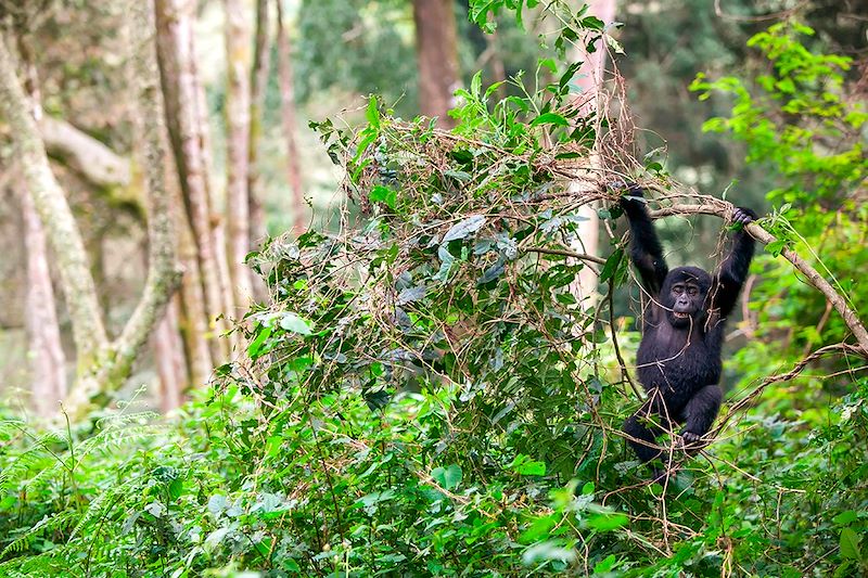 Autotour combiné Rwanda et Ouganda, avec trek gorilles à Bwindi, trek chimpanzés et singes dorés et safari dans l'Akagera