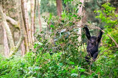 Autotour mission gorilles