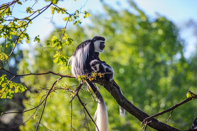 Colobus angolensis (Colobes d'Angola)