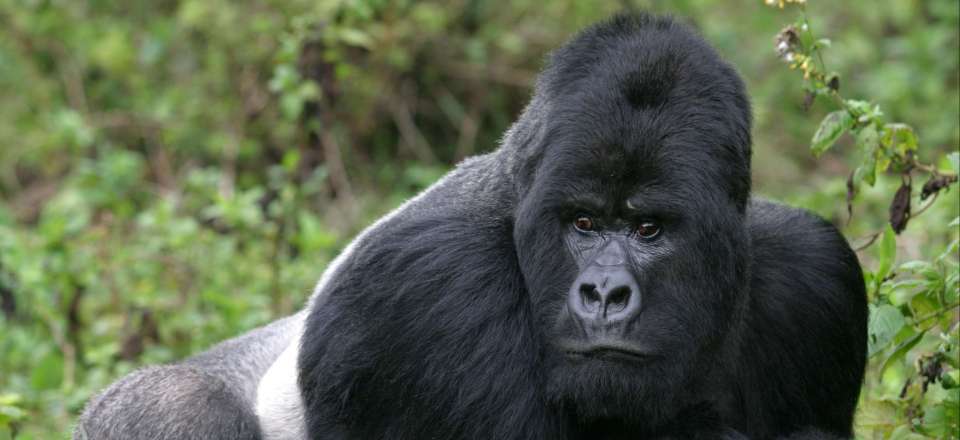 Voyage safari Rwanda: observation des gorilles dans les Virungas, lac Kivu et chimpanzés du PN de Nyungwe