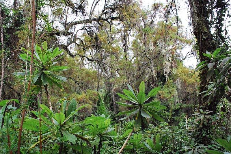 Grands singes et safari au Rwanda