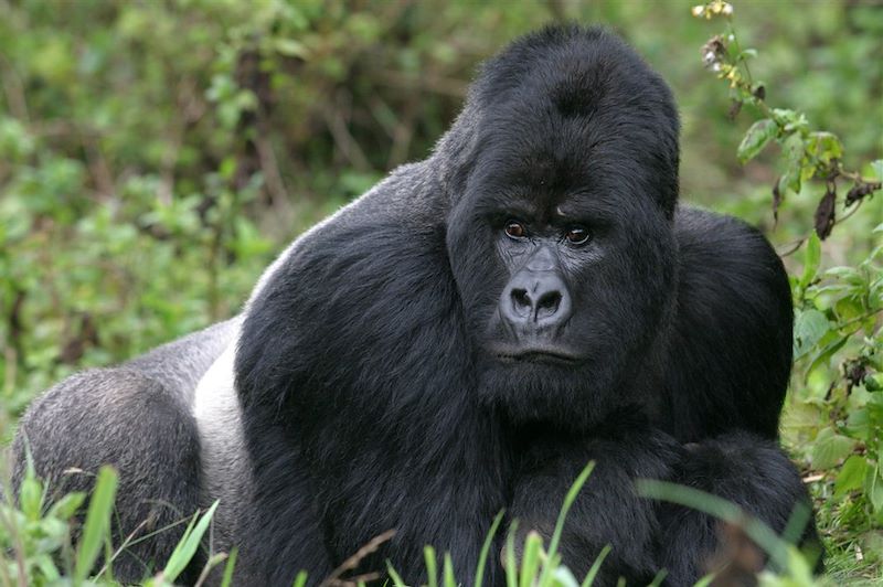 Gorille de montagne à dos argenté - Virunga - Rwanda