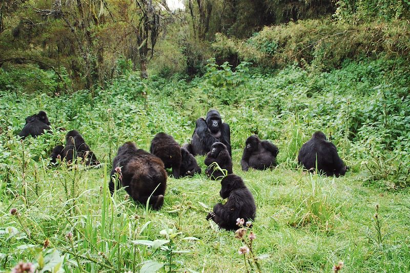 Grands singes et safari du Rwanda