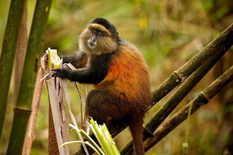 Grands singes et safari du Rwanda