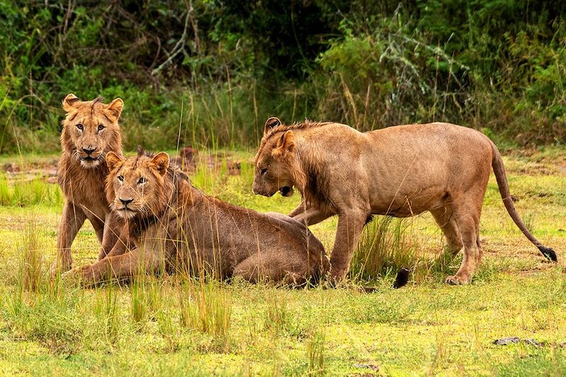 Grands singes et safari du Rwanda