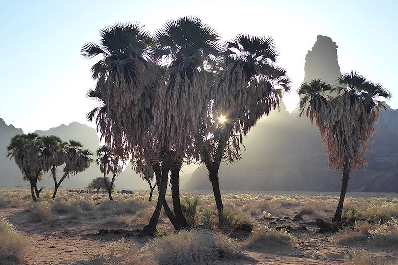 Wadi Al Disah - Arabie Saoudite