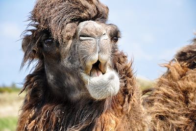 Au cœur de la mystérieuse Arabie saoudite  2