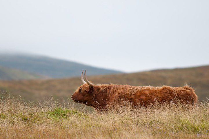 La magie de l’île de Skye (A/R en train)