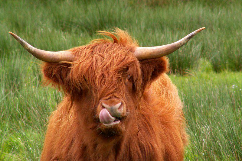 Ile de Skye et merveilles des Highlands 