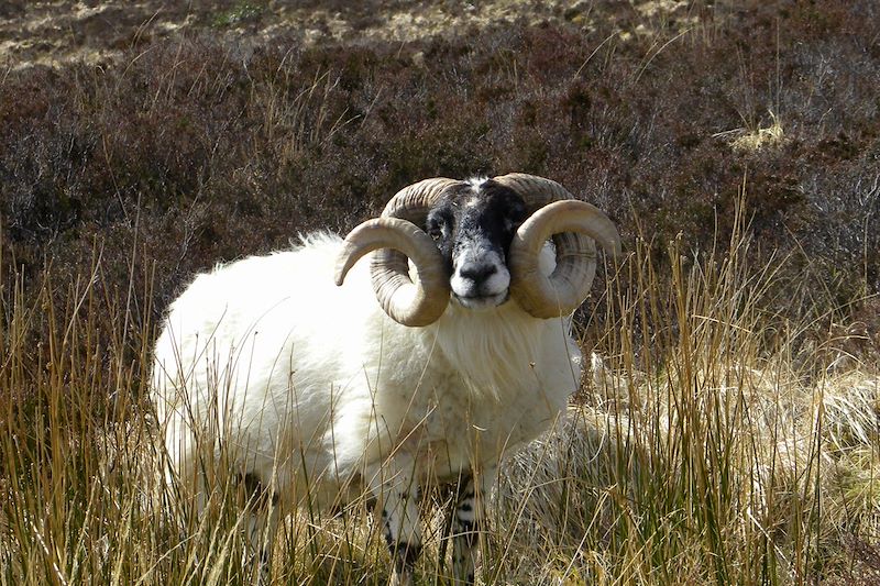 Bélier sur lîle de Skye - Ecosse - Royaume-Uni