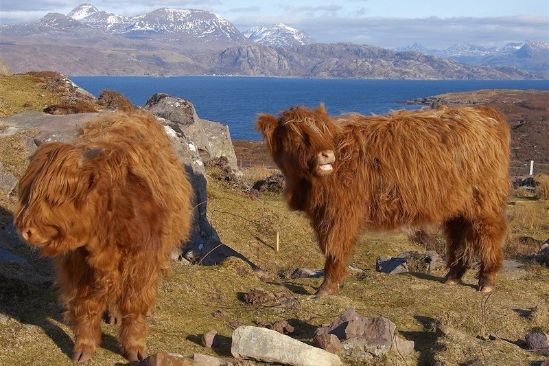 Vaches highlands - Wester Ross - Écosse