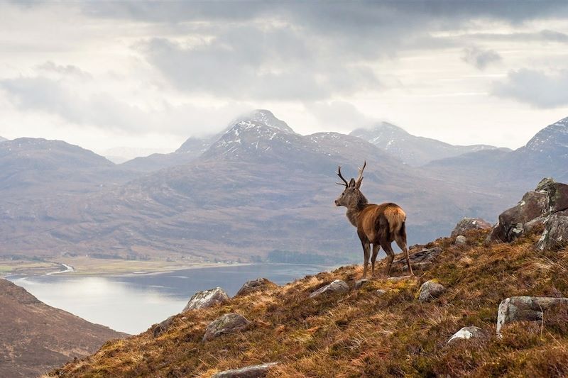 Cerf dans le massif du Torridon - Highlands - Écosse