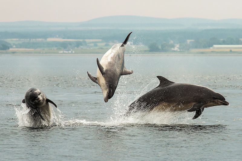 Dauphins à Chanonry Point - Écosse