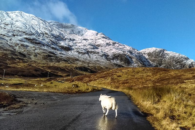 Ben Lawers - Perth and Kinross - Ecosse