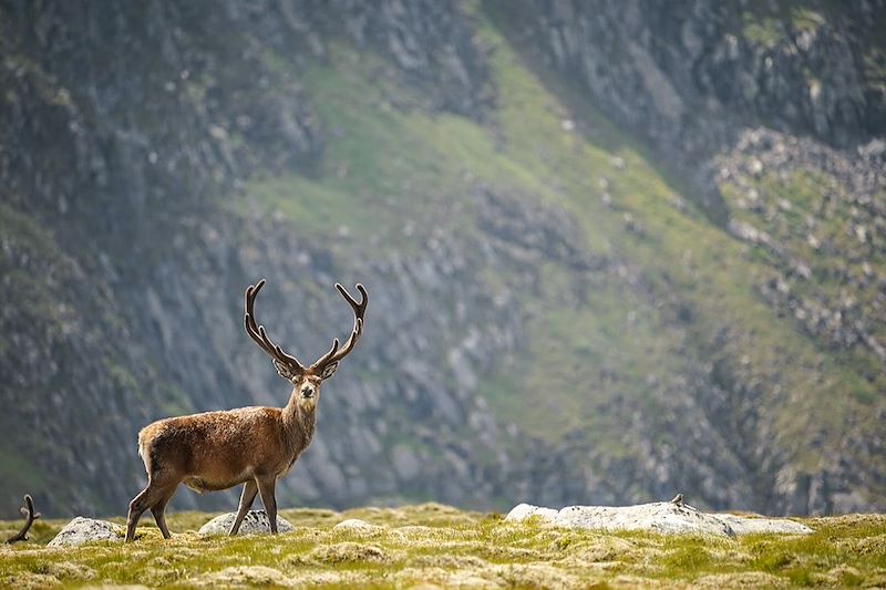 Cerf dans les Highlands - Écosse