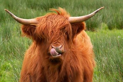 Merveilles d'Ecosse (A/R en train) 3