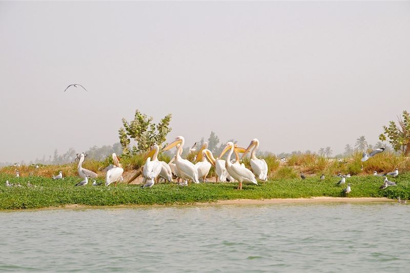 Parc national de la Langue de Barbarie - Région de Saint-Louis - Sénégal