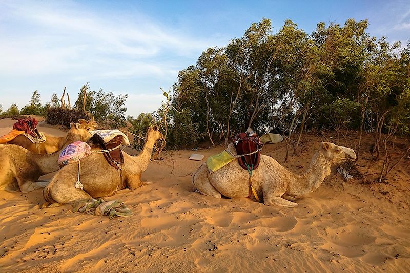 Méharée au Sénégal : Camel idée !