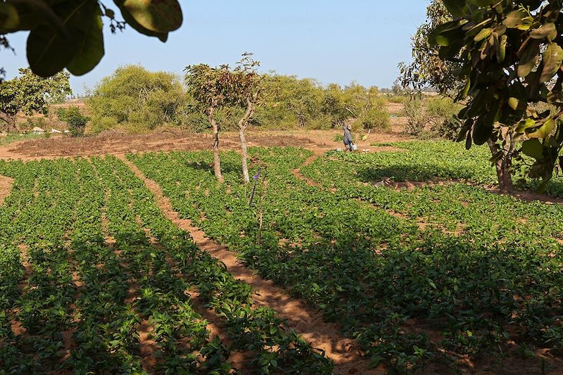 Maraîchage dans la région des Niayes - Sénégal