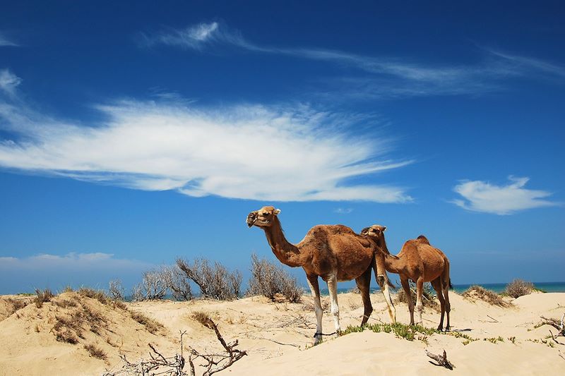 Dromadaires dans les dunes