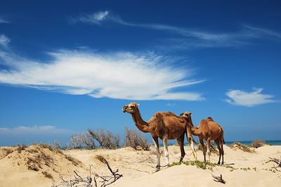 Méharée au Sénégal : Camel idée ! 4