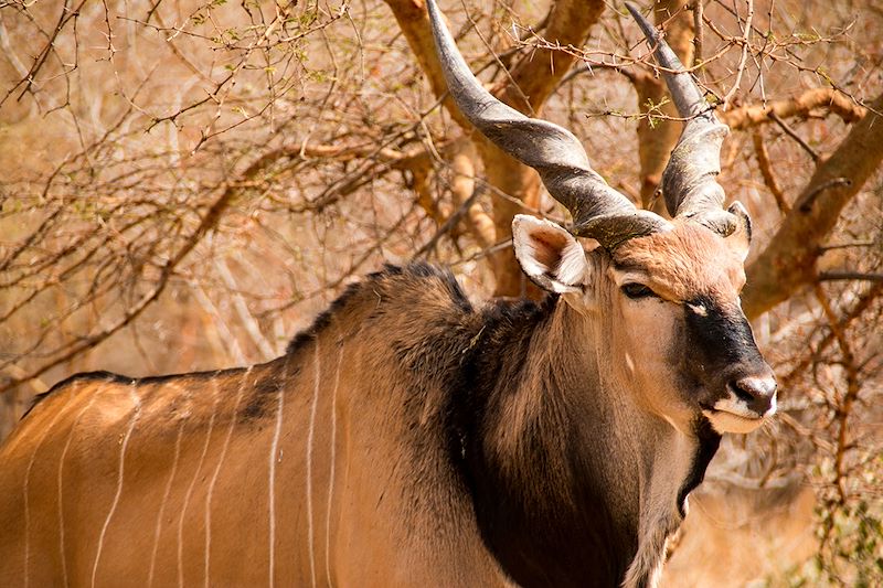 Éland de Derby dans la Réserve de Bandia - Région de Thès - Sénégal
