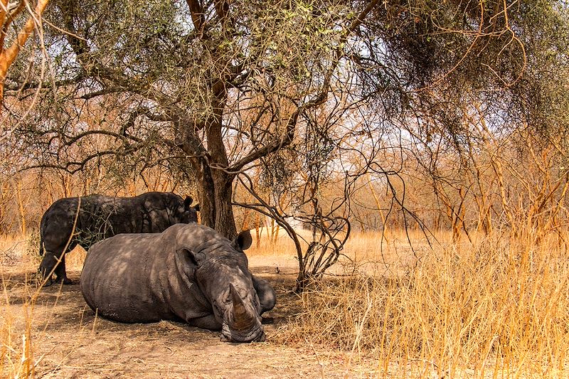 Rhinocéros blancs dans la Réserve de Bandia - Région de Thès - Sénégal