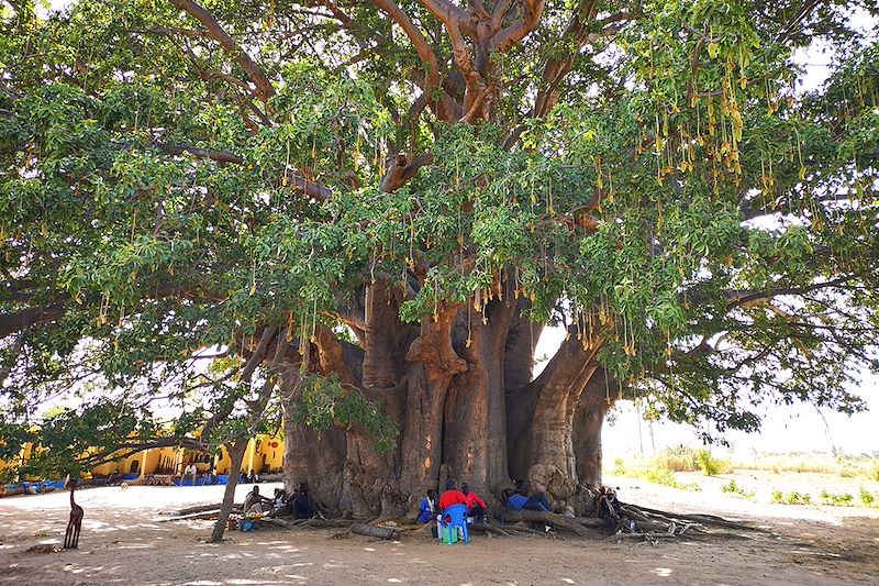 Baobab sacré de Fadial - Sénégal