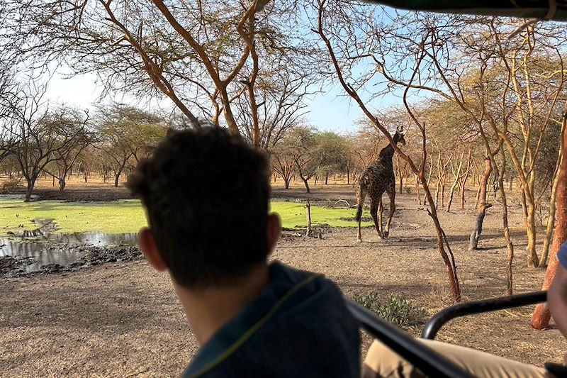 Safari dans la Réserve de Bandia - Sénégal