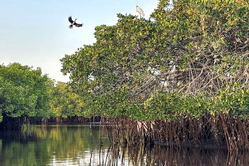 Reposoir aux oiseaux sur le Delta du Saloum - Sénégal