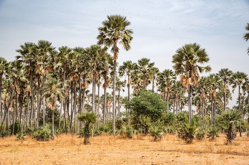 Forêt classée de Samba Dia - Sénégal